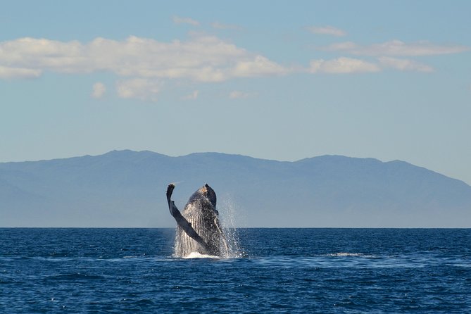 Whale & Dolphin Watching Cruise in Puerto Vallarta All Inclusive - Price and Extra Fees: The Part You Don’t Want to Miss