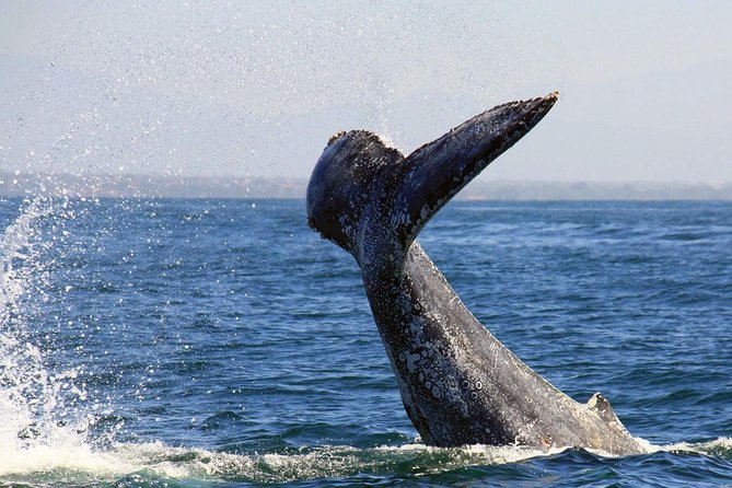 Whale & Dolphin Watching Cruise in Puerto Vallarta All Inclusive - Onboard Flow: Breakfast, Open Bar, and the Rhythm of Whale Time