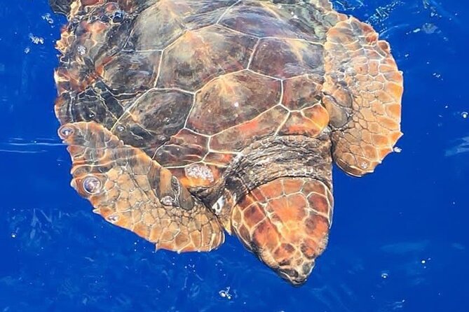 Whale & Dolphin Watching in Madeira - Key things I’d bet on before you go