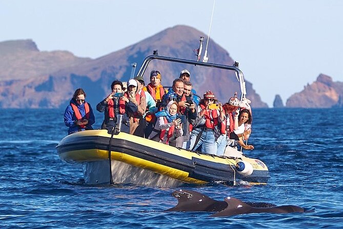 Whale & Dolphin Watching in Madeira - Onboard Madeira Sea Emotions: what you’re really paying for