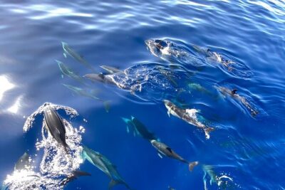Whale & Dolphin Watching in Madeira - Stop 1: Ponta de São Lourenço’s volcanic coastline from the boat
