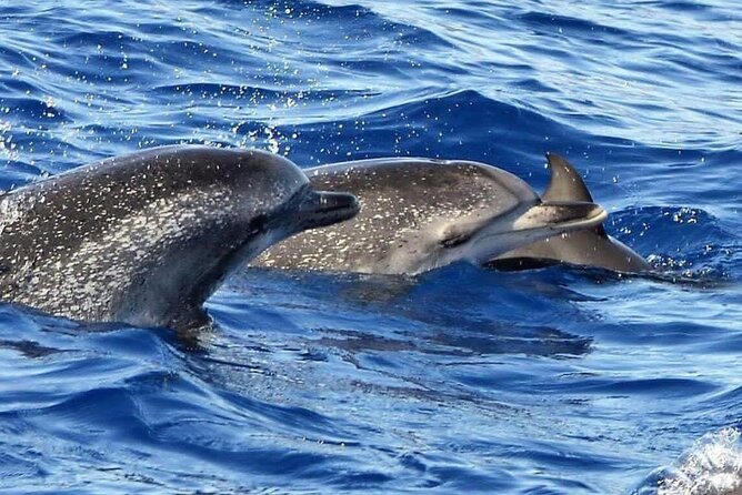 Whale & Dolphin Watching in Madeira - Cesar and Joe’s guiding style: fun plus real information