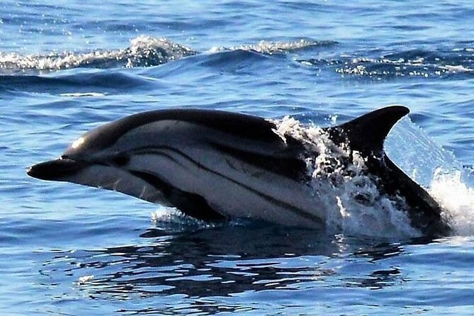 Whale & Dolphin Watching in Madeira - Price and value: why $59.89 makes sense for a short marine outing