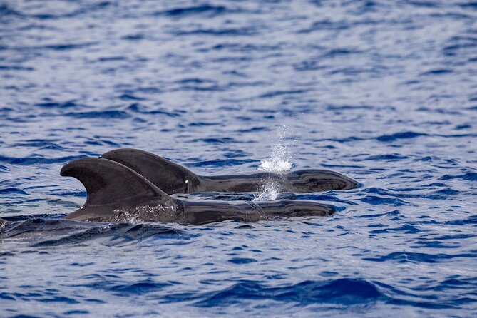 Whale & Dolphin Watching in Madeira - Weather, timing, and the small-group feel (max 30)