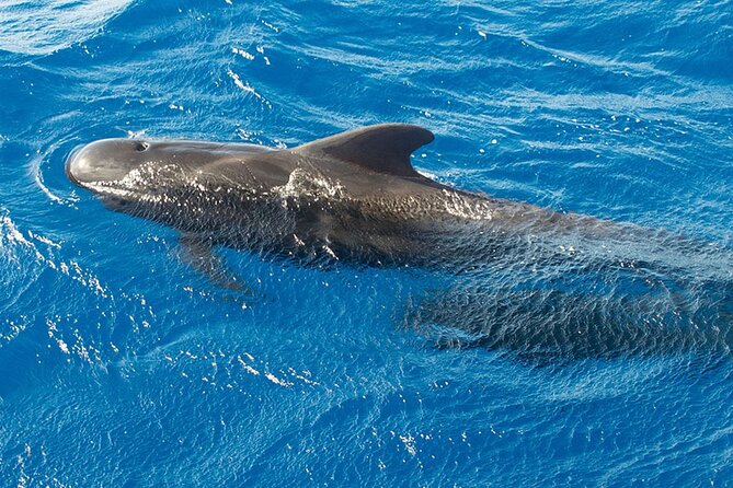 Whale & Dolphin Watching in Tenerife (Puerto Colon) On a Large Catamaran - The swim stop in a small bay: the payoff moment