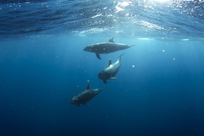 Whale & Dolphin Watching in Tenerife (Puerto Colon) On a Large Catamaran - Seating, sun loungers, and deck comfort on a big catamaran