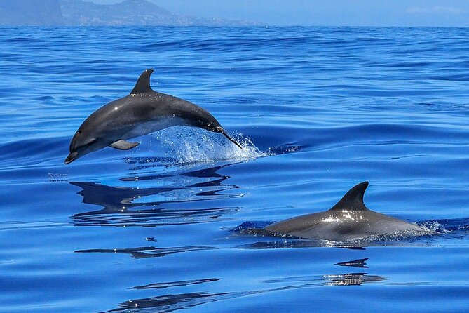 Whale & Dolphin Watching in Tenerife (Puerto Colon) On a Large Catamaran - Meeting at Av. de Colón 11: don’t trust memory—check details
