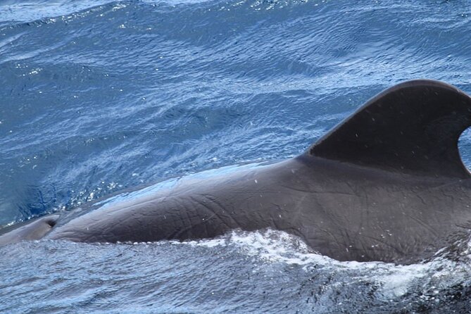 Whale & Dolphin Watching in Tenerife (Puerto Colon) On a Large Catamaran - Weather reality: plan for seas that cooperate
