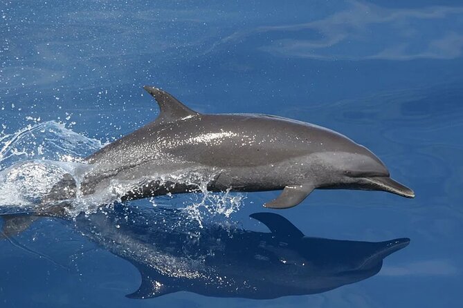 Whale & Dolphin Watching in Tenerife (Puerto Colon) On a Large Catamaran - What the whale and dolphin spotting really feels like