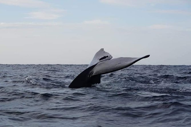 Whale & Dolphin Watching Tour in Trincomalee | Scenic Boat Ride - Key Highlights You’ll Care About