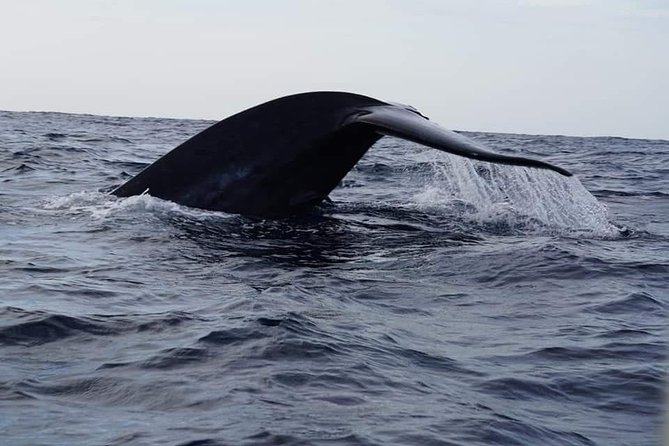 Whale & Dolphin Watching Tour in Trincomalee | Scenic Boat Ride - Whale Watching Off Trincomalee: Why This Spot Works