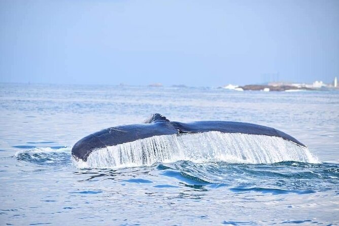 Whale & Dolphin Watching Tour in Trincomalee | Scenic Boat Ride - The 3-Hour Cruise Plan From Nilaveli: What Actually Happens