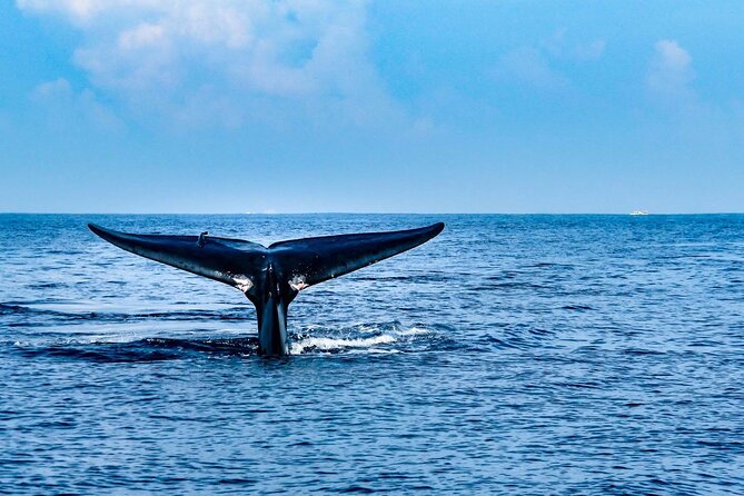 Whale & Dolphin Watching Trincomalee - Key Things I’d Watch For on This Cruise