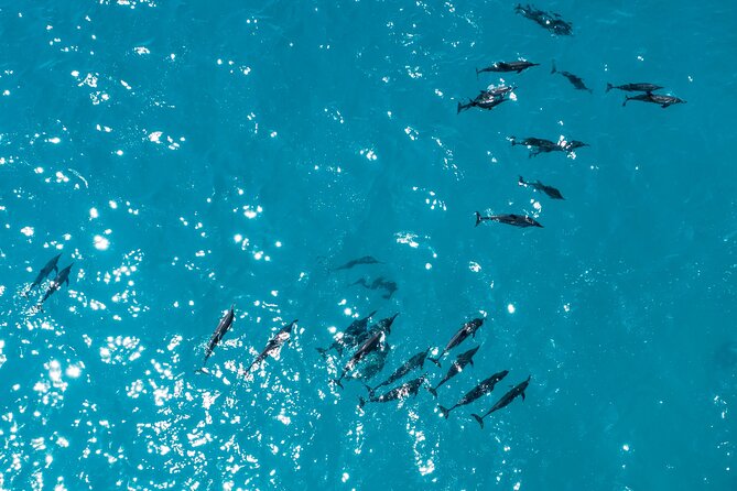 Whale & Dolphin Watching Trincomalee - Why This Whale Trip Starts at 5:45 AM