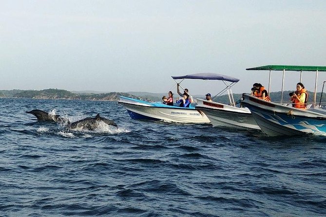 Whale & Dolphin Watching Trincomalee - The Morning Flow: From Pickup to Boat to Back Again