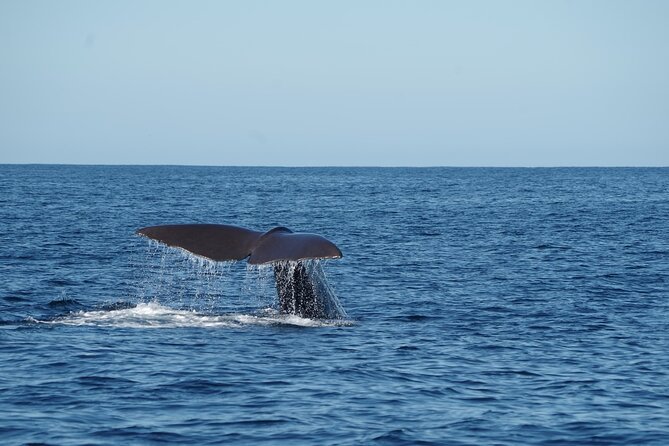 Whale & Dolphin Watching Trincomalee - Where You’ll Be Looking: Blue, Sperm, and Bryde’s Whales