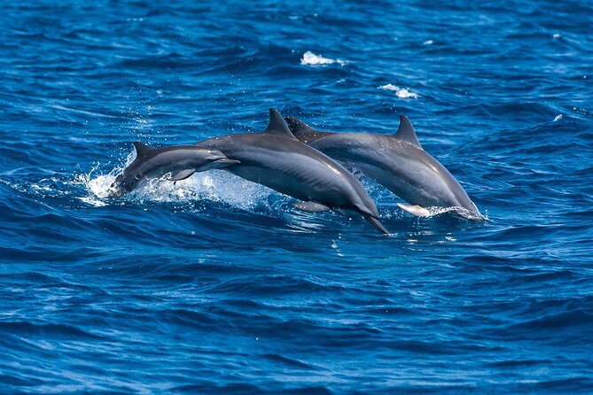 Whale & Dolphin Watching Trincomalee - Dolphins You Can Actually Name: Bottlenose, Spinner, Risso’s