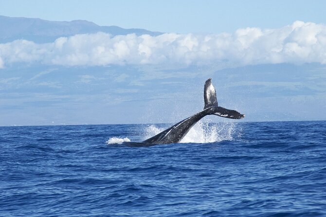 Whale & Dolphin Watching Trincomalee - The Picnic Breakfast That Makes the Whole Morning Work