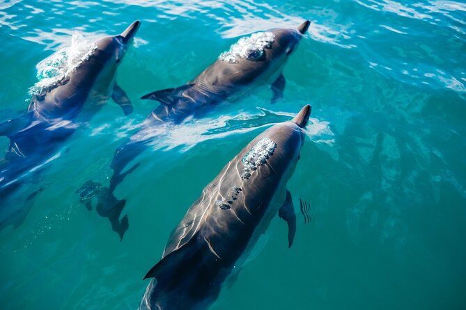 Whale & Dolphin Watching Trincomalee - Price and What Your $65 Actually Buys