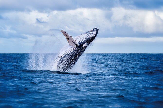 Whale & Dolphin Watching, Turtle Snorkeling - Key Points I’d Prioritize
