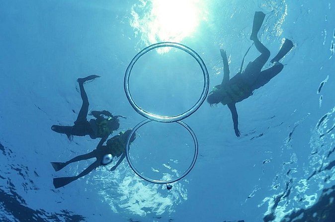 Whale & Dolphin Watching, Turtle Snorkeling - Whale and Dolphin Spotting: How to Think Like a Crew on the Water