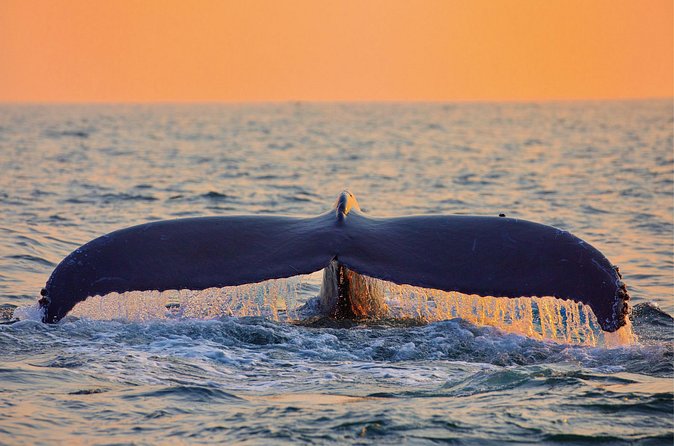 Whale & Dolphin Watching, Turtle Snorkeling - Food on a Boat Day: Lunch, Snacks, and What That Changes