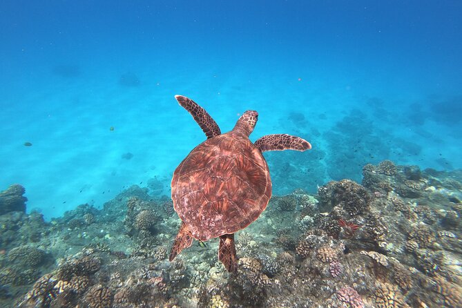 Whale & Dolphin Watching, Turtle Snorkeling - Onboard Experience: Catamaran Comfort, Group Size, and Safety Rules