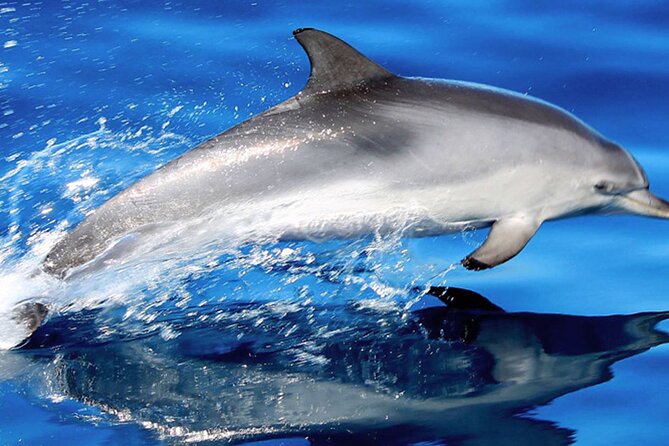 Whale & Dolphin Watching With Mustcat Virgin Coast Trip On a Large Catamaran - Key Highlights You’ll Actually Care About