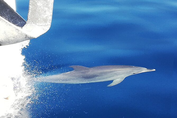 Whale & Dolphin Watching With Mustcat Virgin Coast Trip On a Large Catamaran - What This 3-Hour Whale and Dolphin Cruise Gets Right