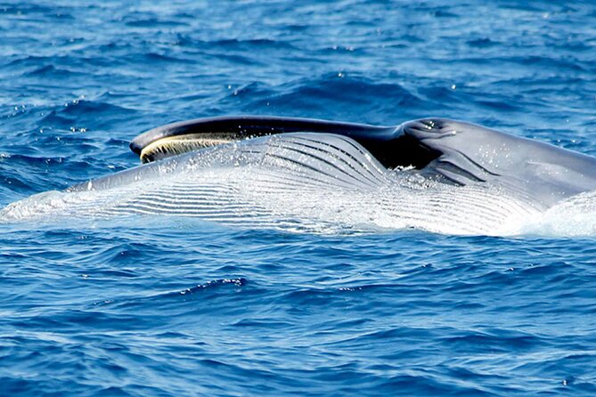 Whale & Dolphin Watching With Mustcat Virgin Coast Trip On a Large Catamaran - Open Bar + Food: Why This Inclusion Is Real Value
