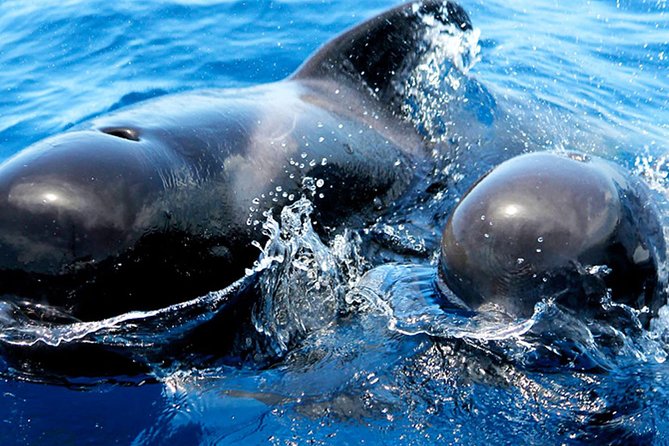 Whale & Dolphin Watching With Mustcat Virgin Coast Trip On a Large Catamaran - Price and Logistics: Is It Worth $58.17?
