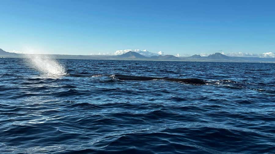 Whale & Dolphins Swimming - Private Speedboat Exclusive Tour - What This 4-Hour Private Whale and Dolphin Swim Is Really Like