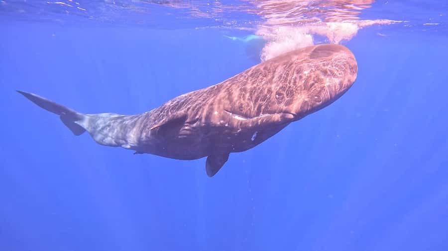 Whale & Dolphins Swimming - Private Speedboat Exclusive Tour - Practical Tips to Make Your Whale Day Go Smoothly