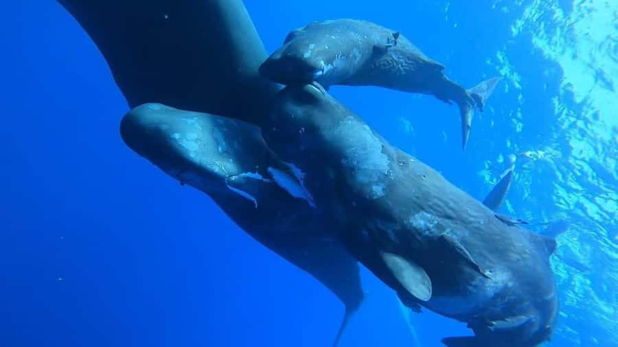 Whale & Dolphins Swimming - Private Speedboat Exclusive Tour - Getting the Day Started With Breakfast Onboard