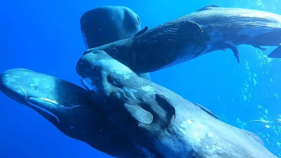 Whale & Dolphins Swimming - Private Speedboat Exclusive Tour - Swimming With Dolphins: What to Expect in the Water