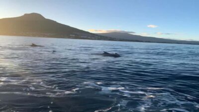 Whale & Dolphins Swimming - Private Speedboat Exclusive Tour - Lagoon Cruise and Iconic Spots: Why the Boat Ride Counts Too