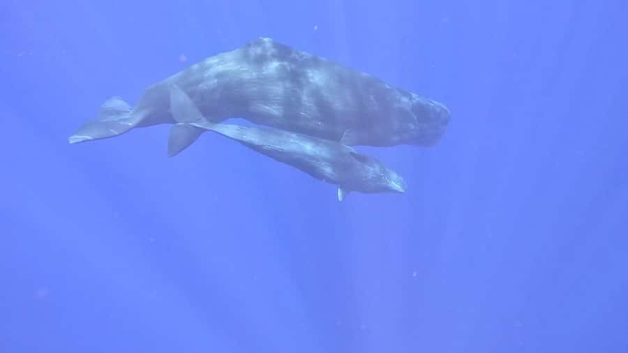 Whale & Dolphins Swimming - Private Speedboat Exclusive Tour - Crew, Safety, and Clear Communication: Your Job in Making It Work