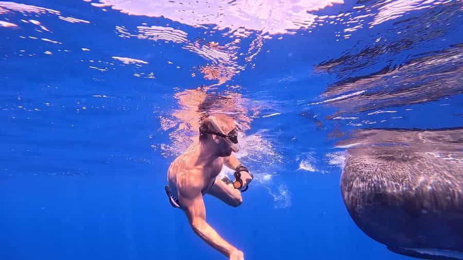 Whale & Dolphins Swimming - Private Speedboat Exclusive Tour - Price and Value: Is $778 per Group Reasonable?