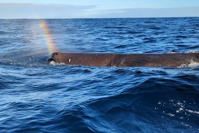 Whale Dream ltd - Whales watching and swim with dolphins - Key things that make this outing work