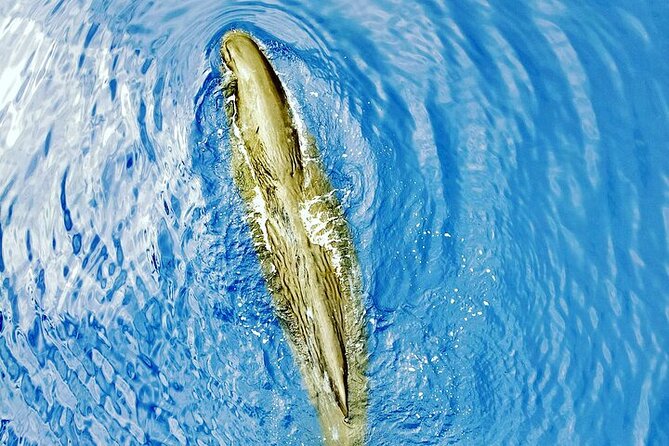 Whale Dream ltd - Whales watching and swim with dolphins - The 6am start off Mauritius: why it matters more than you think