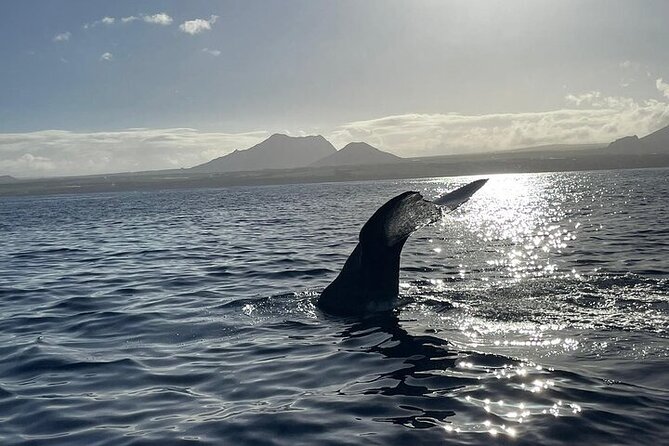 Whale Dream ltd - Whales watching and swim with dolphins - Species you might see off Mauritius’ west coast