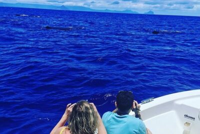 Whale Dream ltd - Whales watching and swim with dolphins - Whale watching with a hydrophone: how the search actually happens