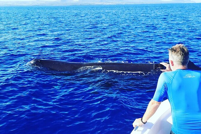 Whale Dream ltd - Whales watching and swim with dolphins - Dolphins come next: ethical swimming plus real rules