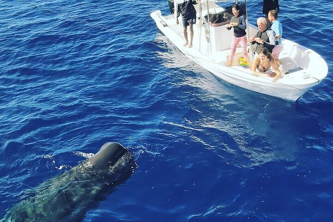 Whale Dream ltd - Whales watching and swim with dolphins - What’s included onboard (and how it helps the early start)