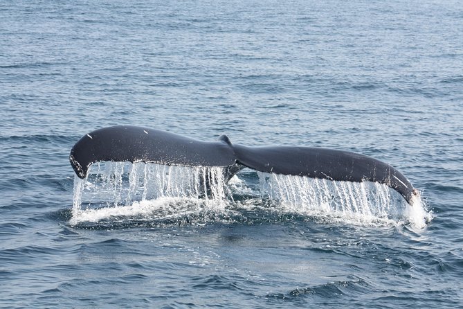Whale Encounter Puerto Vallarta - How the guide helps you read whale behavior in real time