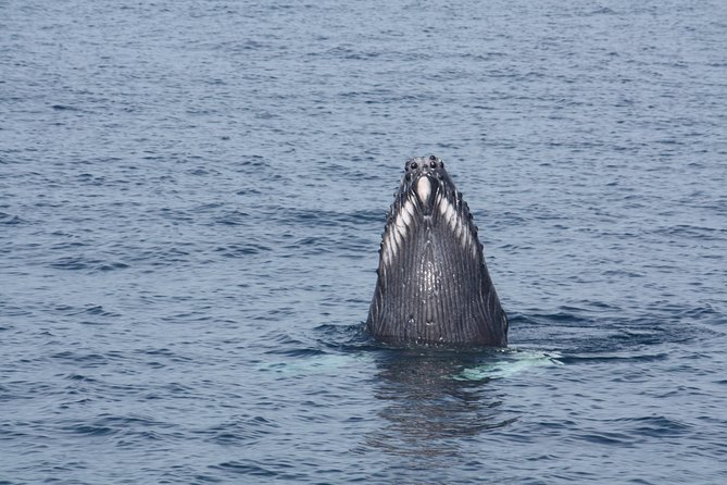 Whale Encounter Puerto Vallarta - Comfort, safety, and what to bring (so the day feels easy)