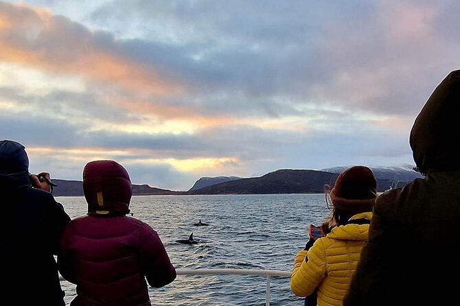 Whale Safari in Tromso - Key points to know before you go