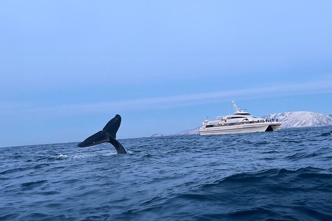 Whale Safari in Tromso - Stop 1: Tromsø Fjords on a catamaran, built for whale spotting