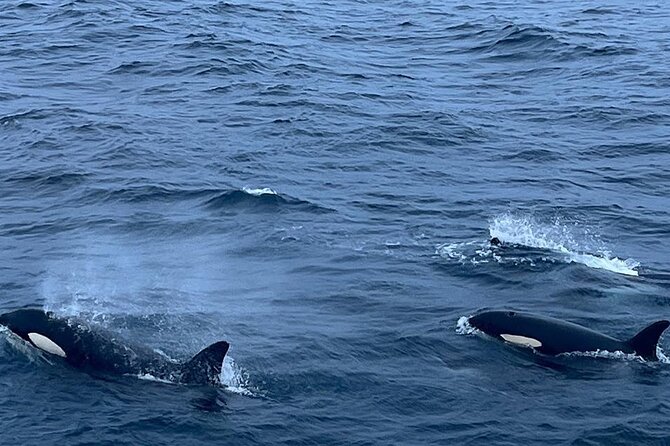 Whale Safari in Tromso - Orcas, humpbacks, and the kind of sightings you can hope for
