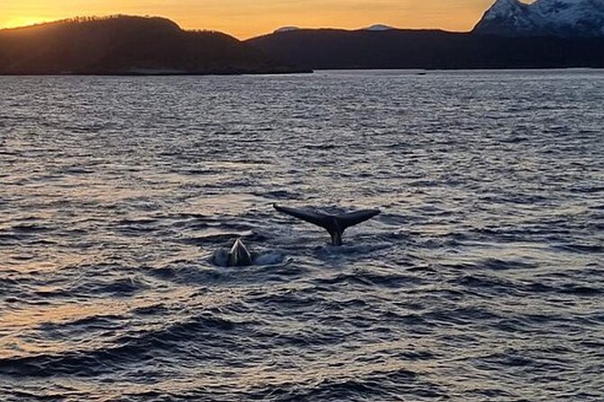 Whale Safari in Tromso - Cold-weather reality: deck time is the main game